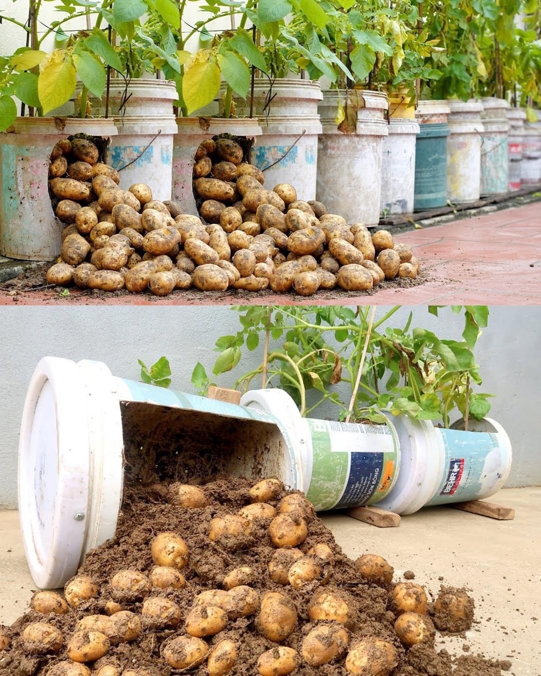 Poultry Farm Management
